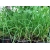 nasiona Szczypior Allium szt5 Fore123