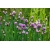 nasiona Szczypior Allium szt5 Fore123