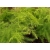 nasiona Asparagus pierzasty Asparagus szt5 Fore158