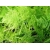 nasiona Asparagus pierzasty Asparagus szt5 Fore158