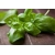nasiona Bazylia Basil szt5 Fore129