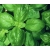 nasiona Bazylia Basil szt5 Fore129