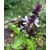 Bazylia cynamonowa Basil szt5 Fore127