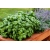 nasiona Bazylia wielkolistna Basil szt5 Fore130