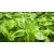 nasiona Bazylia wielkolistna Basil szt5 Fore130