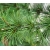 nasiona Świerk himalajski Picea szt5 Fore76