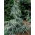 nasiona Cedr himalajski Calocedrus szt5 Fore40