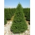 nasiona Cis japoński Taxus szt5 Fore117