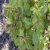 nasiona Cynamonowiec kamforowy szt.5 Fore171