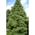 nasiona Cyprysik groszkowy Chamaecypar szt5 Fore45