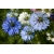 nasiona Czarnuszka siewna Nigella szt5 Fore146