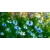 nasiona Czarnuszka siewna Nigella szt5 Fore146