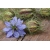 nasiona Czarnuszka siewna Nigella szt5 Fore146