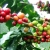 nasiona Drzewko kawowe nana szt.5 Fore175