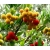 nasiona Drzewo truskawkowe Arbutus szt5 Fore157