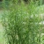 nasiona Estragon Artemisia szt5 Fore126