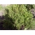 nasiona Estragon Artemisia szt5 Fore126