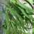 nasiona Eukaliptus cytrynowy szt.5 Fore182
