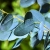 nasiona Eukaliptus Gunna szt.5 Fore183