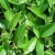 Herbata chińska to wiecznie zielone drzewo lub krzew, pochodzące z Chin. Jest to roślina o wysokości od 1 do 3 metrów, o prostych liściach i białych lub różowych kwiatach...