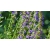 nasiona Hyzop Hyssopus officinalis szt5 Fore139