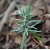 nasiona Jałowiec pospolity Juniperus szt5 Fore6