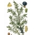 nasiona Jałowiec pospolity Juniperus szt5 Fore6