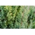 nasiona Jałowiec skalny Juniperus szt5 Fore53