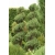 nasiona Jałowiec skalny Juniperus szt5 Fore53