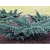 nasiona Jałowiec wirginijski Juniperus szt5 Fore52