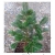 nasiona Jodła Frasera Abies szt5 Fore23