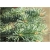 nasiona Jodła górska Abies szt5 Fore28