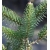 nasiona Jodła hiszpańska Abies szt5 Fore35