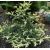 nasiona Jodła hiszpańska Abies szt5 Fore35