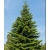 nasiona Jodła hiszpańska Abies szt5 Fore35