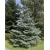 nasiona Jodła jednobarwna srebrzysta Abies szt5 Fore18