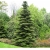 nasiona Jodła koreańska Abies szt5 Fore27