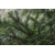 nasiona Jodła nikko Abies szt5 Fore26