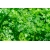 nasiona Kolendra siewna Coriandrum szt5 Fore137