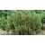 nasiona Kosodrzewina Pinus szt5 Fore95