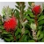 nasiona Kuflik cytrynowy Callistemon szt5 Fore163