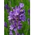 nasiona Lawenda lekarska Lavendula szt5 Fore140