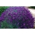 nasiona Lawenda lekarska Lavendula szt5 Fore140