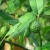 nasiona Limonka Kaffir, papeda szt.5 Fore173