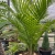 nasiona Majestic palm szt.5 Fore206