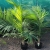 nasiona Majestic palm szt.5 Fore206
