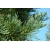 nasiona Mamutowiec olbrzymi Sequoiadendron szt5 Fore115