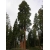 nasiona Mamutowiec olbrzymi Sequoiadendron szt5 Fore115