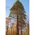 nasiona Mamutowiec olbrzymi Sequoiadendron szt5 Fore115