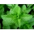 nasiona Mięta pieprzowa Mentha szt5 Fore144
